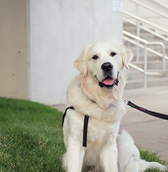 a dog sits on some grass.