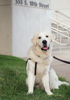 a dog sits on some grass.