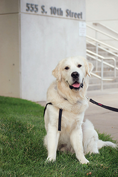 a dog sits on some grass.