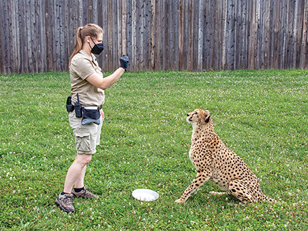 a trainer stands with a cheetah at the Lincoln Children's Zoo