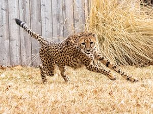 a cheetah running 